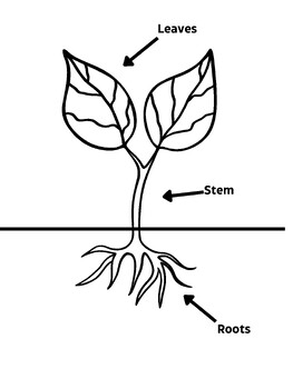 Plant Anatomy Coloring Page | Educational Science Illustration by Jenna ...