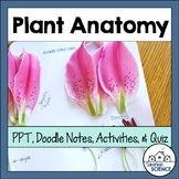 Plant Anatomy Mini-Unit: PowerPoint, Plant Anatomy Doodle 