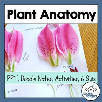 Preview of Plant Anatomy Mini-Unit: PowerPoint, Plant Anatomy Doodle Notes & Activities