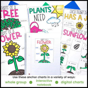 Plant Anchor Chart