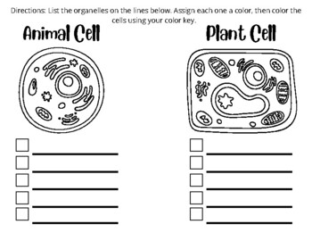 Animal And Plant Cells Worksheet Teaching Resources | TPT