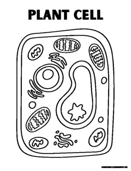 Plant & Animal Cell Coloring Page by missnelsonsmiddles | TPT