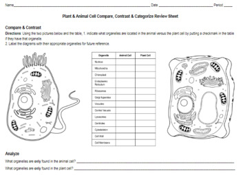 Plant & Animal Cell Compare, Contrast and Categorize Review Sheet