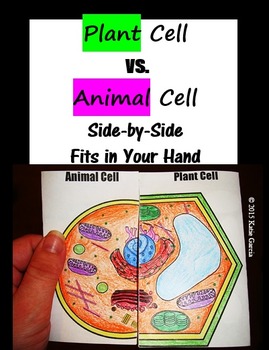 Preview of Plant & Animal Cell Comparison Side by Side