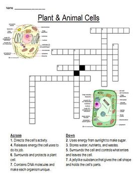 Preview of Plant & Animal Cell Cross Word Puzzle
