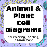 Plant & Animal Cell Diagrams for Coloring Matching Labeling Quizzes & Reference