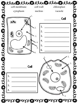 animal plant cell worksheets