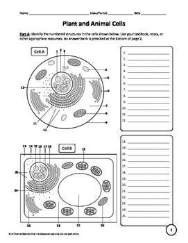 Plant, Animal, and Bacterial Cells Worksheet by A-Thom-ic Science