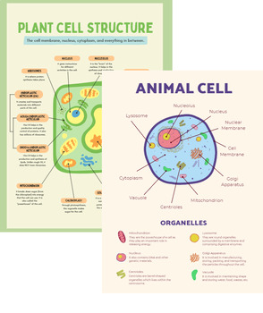 Plant And Animal Cells Poster Teaching Resources | TPT