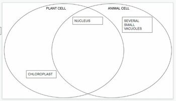 Plant Cell/Animal Cell Venn Diagram by Forever a Student | TPT