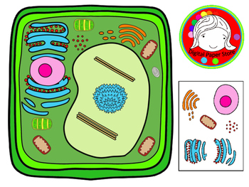 Preview of Plant Cell and Organelles Clipart (Personal & Commercial Use)