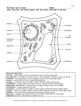 Plant Cell Color Page, Worksheet, and Quiz Ce-2 by ...