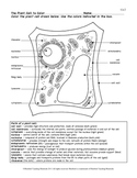 Plant Cell Color Page, Worksheet, and Quiz Ce-2