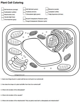 Plant Cell Coloring (Key) by Biologycorner | Teachers Pay ...