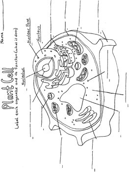 Plant Cell Coloring Page Worksheets Teaching Resources Tpt