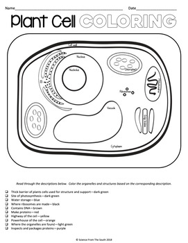 Plant Cell Coloring Worksheet for Review or Assessment | TpT