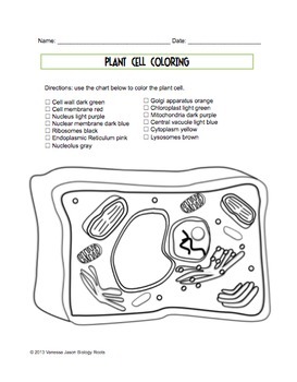 Plant Cell Coloring Sheet By Biology Roots Teachers Pay Teachers