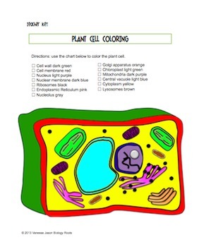 Plant Cell Coloring Sheet By Biology Roots Teachers Pay Teachers