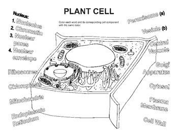 Plant Cell Coloring Worksheet by BioArt | Teachers Pay Teachers