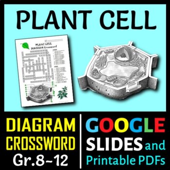 Preview of Plant Cell Crossword with Diagram | Printable & Distance Learning Options