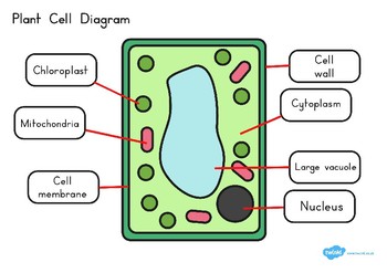 Plant Cell Diagram by Twinkl Printable Resources | TpT
