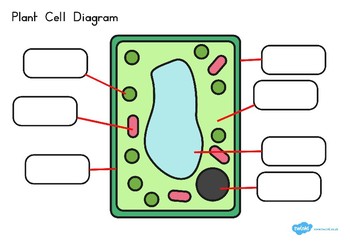 Plant Cell Diagram by Twinkl Printable Resources | TpT