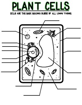 Plant Cell Diagram by Theresa the Teach | TPT