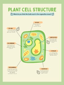 Plant Cell Diagram Teaching Resources | TPT