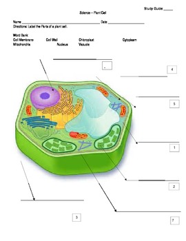 Plant Cell Diagram Study Guide by Todd Wertz | Teachers ...