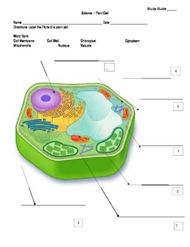 Plant Cell Diagram Study Guide by Todd Wertz | Teachers Pay Teachers