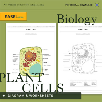 Preview of Plant Cell Diagram & Differentiated Worksheets - Science Educational Resource