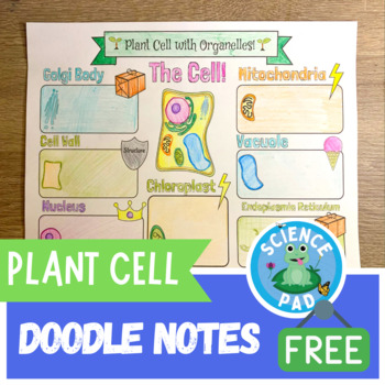 Preview of Plant Cell Doodle Notes Worksheet | Free Science Activity | freebee Digital