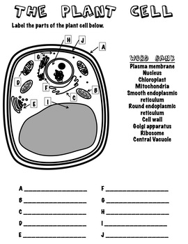 Plant Cell Label with Word Bank by The Crabby Doc | TpT