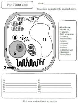 Plant Cell Labeling Printable Worksheet by Alyvea | TpT