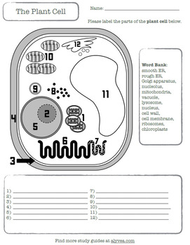 plant cell labeling printable worksheetalyvea  tpt