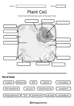 Plant Cell Labeling Worksheet and Plant cell Structure and Function ...