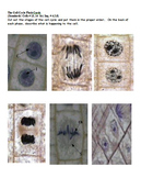 Plant Cell Mitosis Flashcards