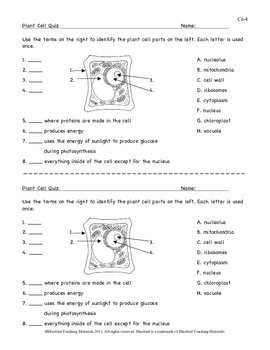 Plant Cell Model and Quiz Ce-4 by Bluebird Teaching ...