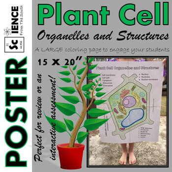 Plant Cell Organelles And Structures Coloring Poster For Review Or Assessment