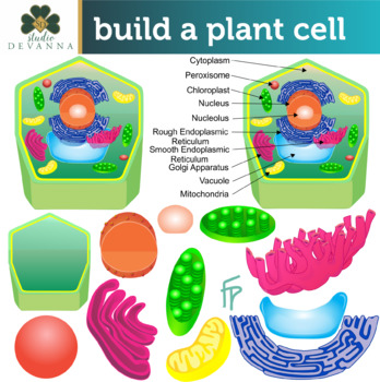 Plant Cell Parts by Studio Devanna | Teachers Pay Teachers