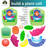 Plant Cell Parts Clip Art