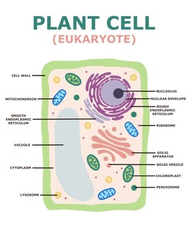 Plant Cell Poster by Virginia Biology | TPT