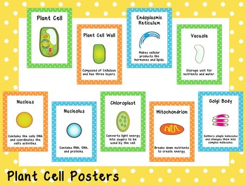 Preview of Plant Cell Printable Posters. Elementary Biology. Classroom Accessories.