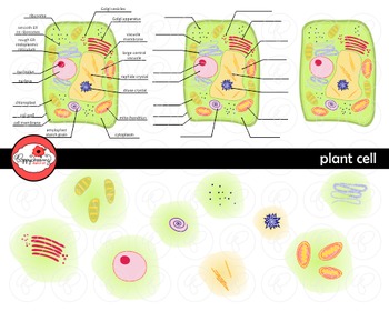 Preview of Plant Cell Science Diagram Clipart by Poppydreamz