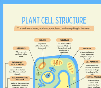 Preview of Plant Cell Structure