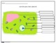 Plant Cell Worksheet by Innovative Teacher | Teachers Pay Teachers