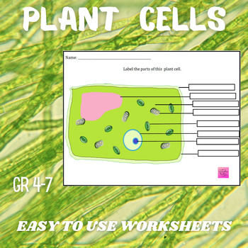 Plant Cell Worksheet by Innovative Teacher | Teachers Pay Teachers