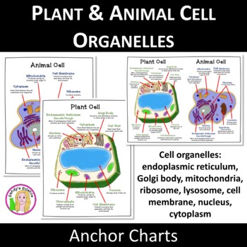 Plant Cell Organelles And Functions Chart