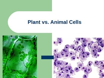 Plant Cell Vs Animal Cells By Rosie The History Teacher Tpt