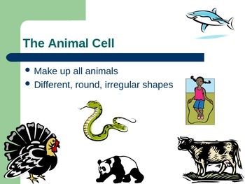 Plant Cell vs. Animal Cells by Rosie the History Teacher | TpT